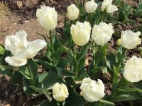 В Никитском ботаническом саду зацвели первые тюльпаны